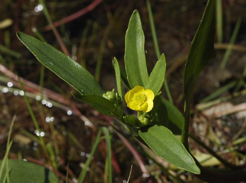 Ranunculus flammula.