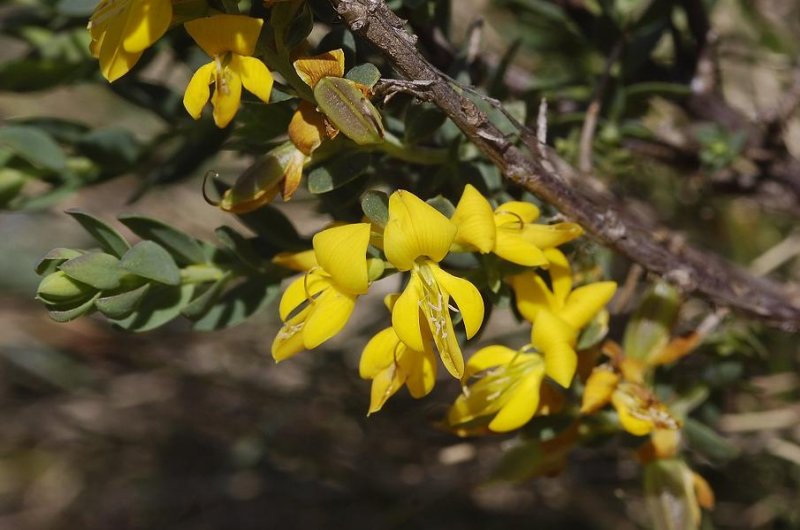Genista anglica. Spineless variety.