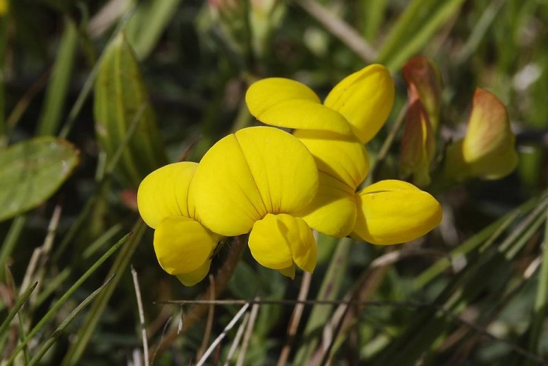 Lotus corniculatus.