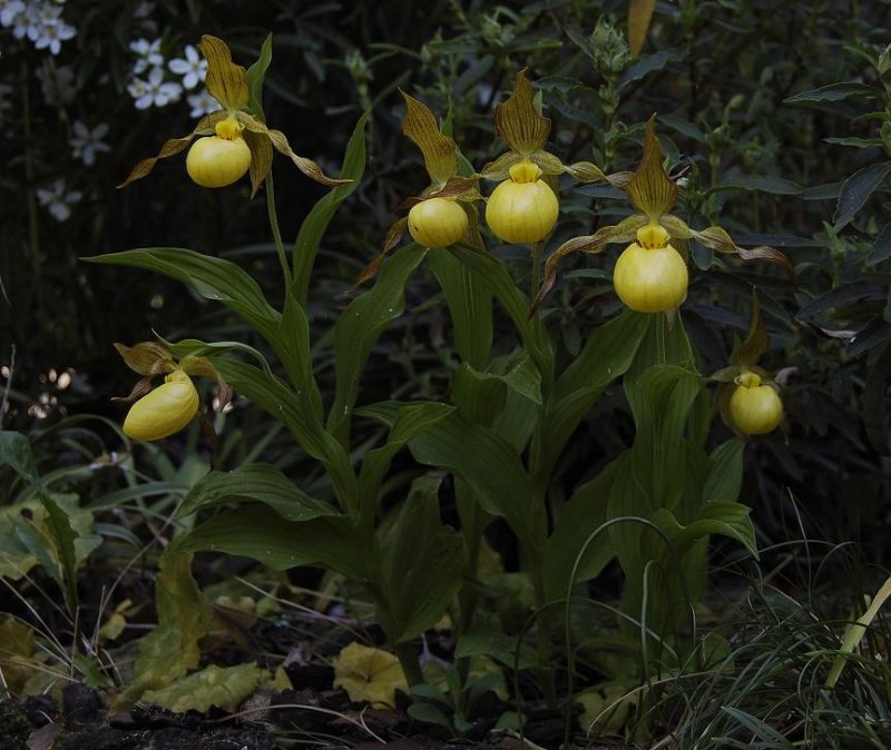 Cypripedium pubescens.