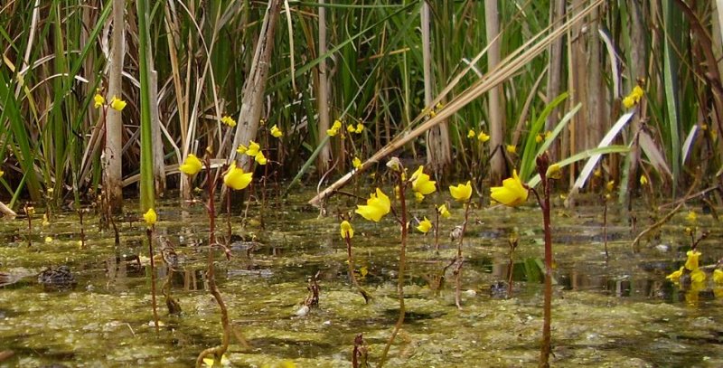 Utricularia vulgaris in habitat.