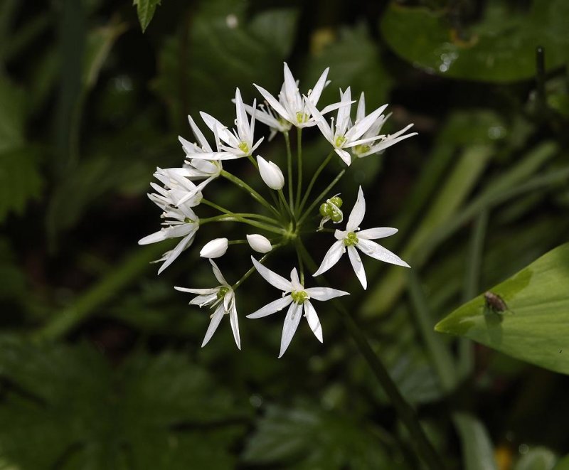 Alium ursinum.