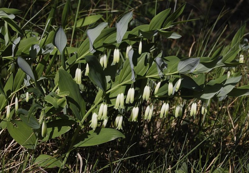 Polygonatum odoratum.