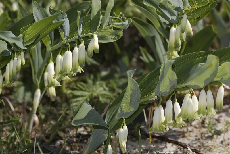 Polygonatum odoratum.