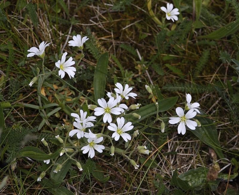 Cerastium arvense.
