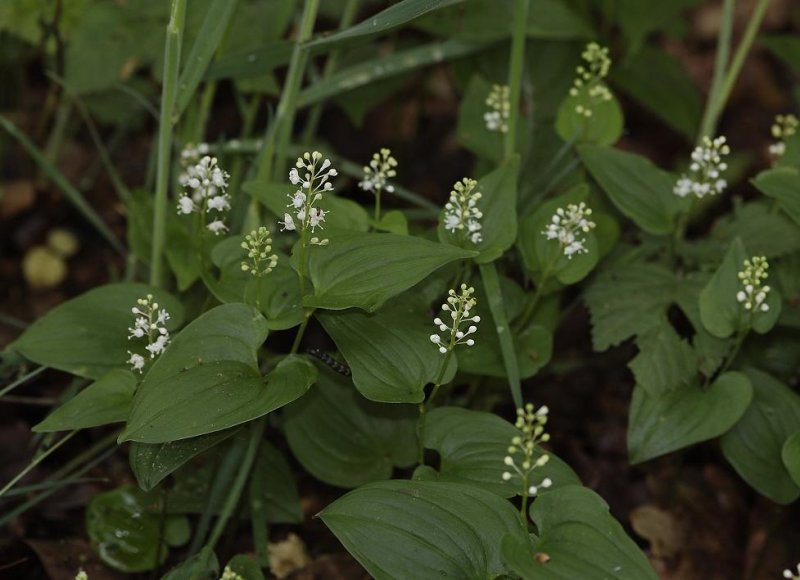 Maianthemum bifolium.