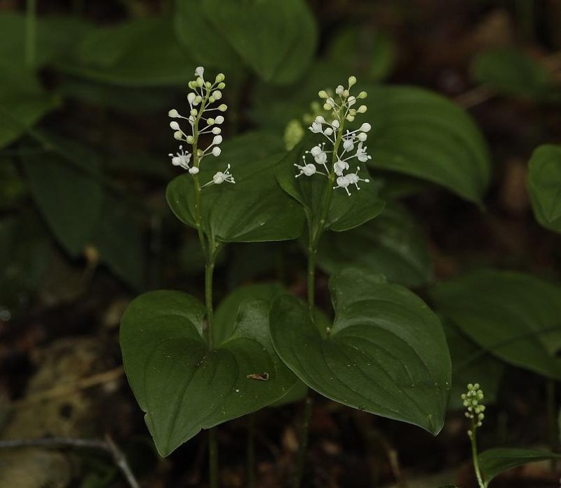 Maianthemum bifolium.