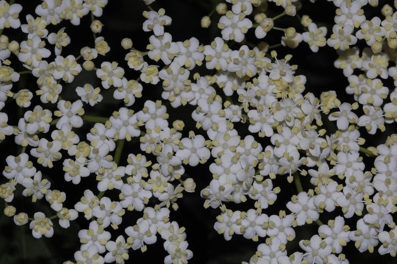 Sambucus nigra Close-up.