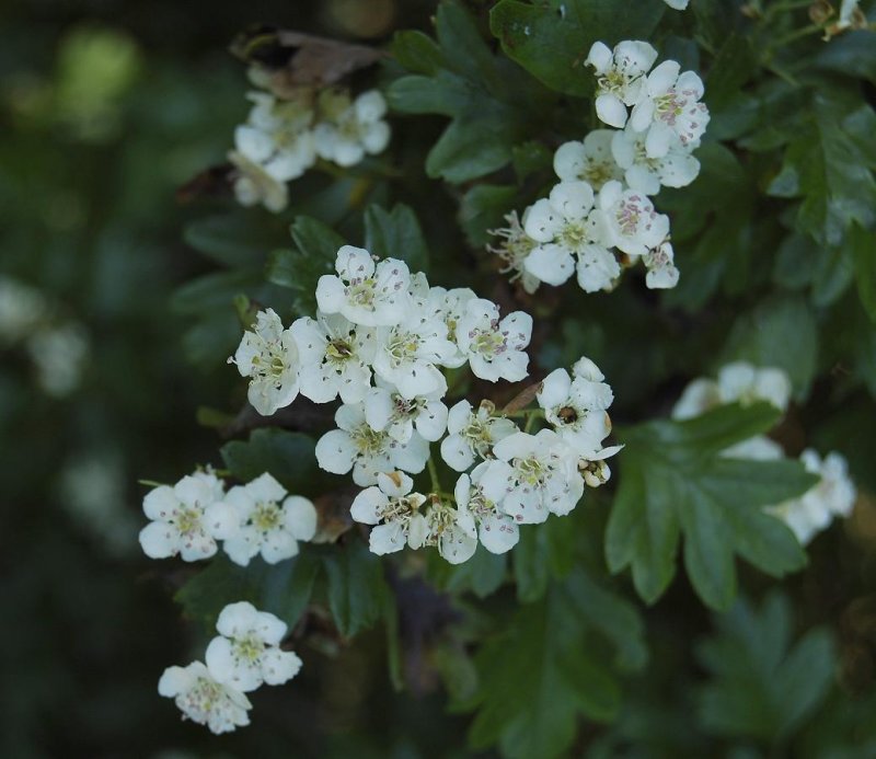 Crataegus monogyna.