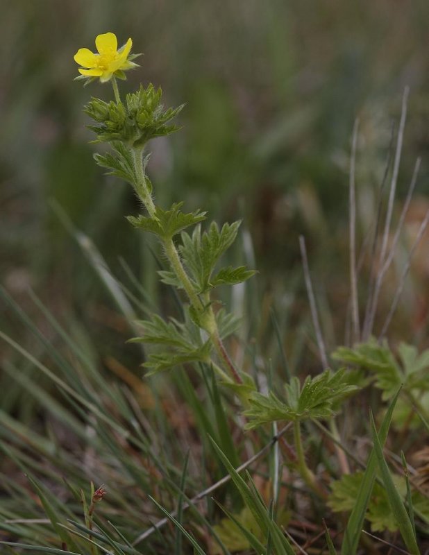 Potentilla spec.