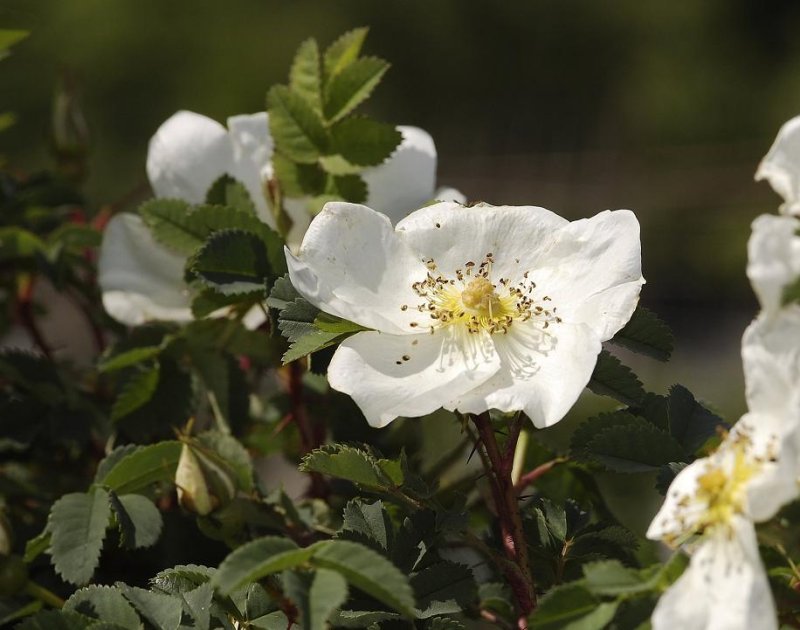 Rosa pimpinellifolia.