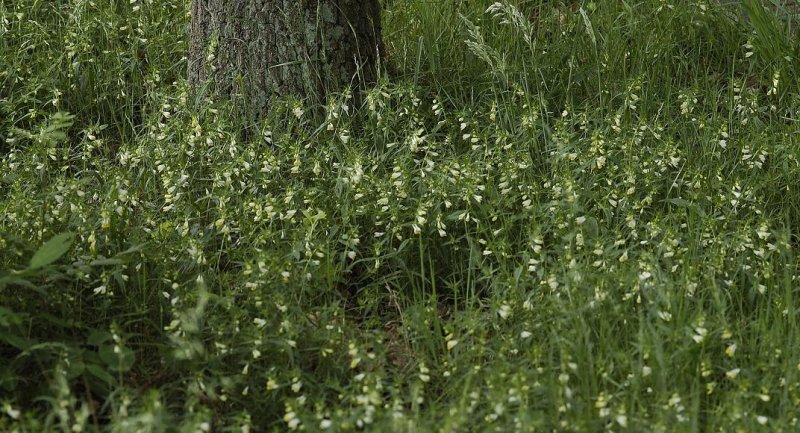 Melampyrum pratense. Colony.