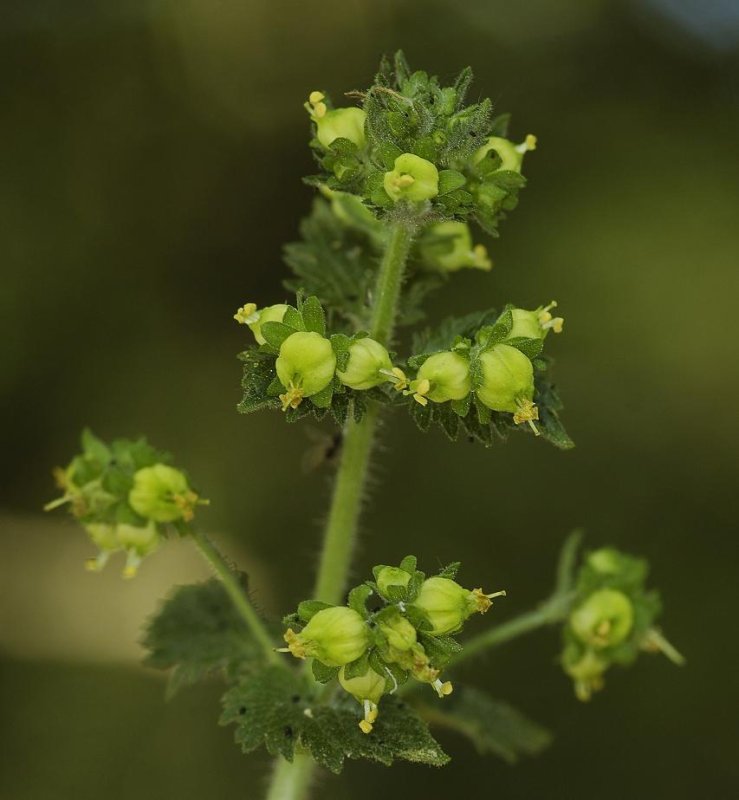 Scrophularia vernalis. Closer.