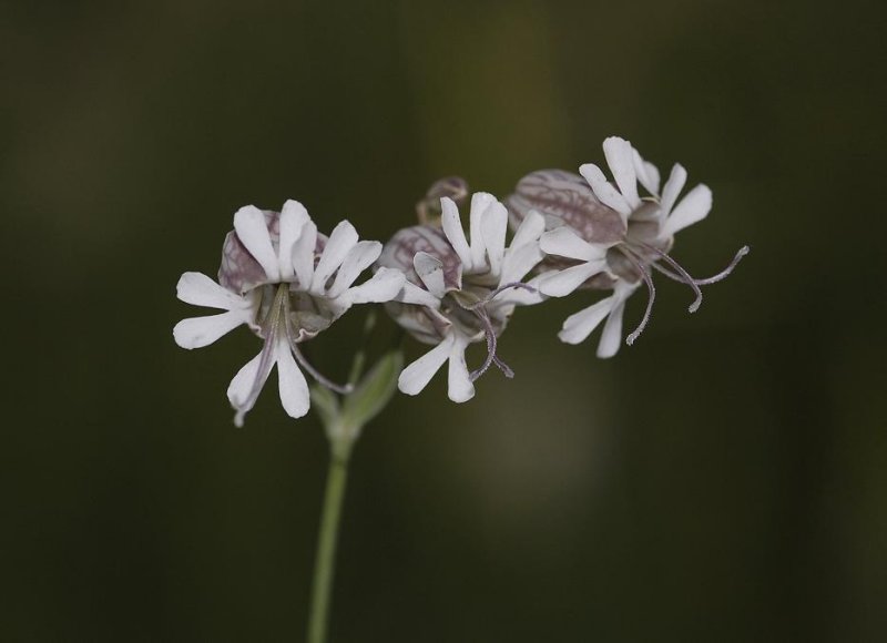 Silene vulgaris. Flowers