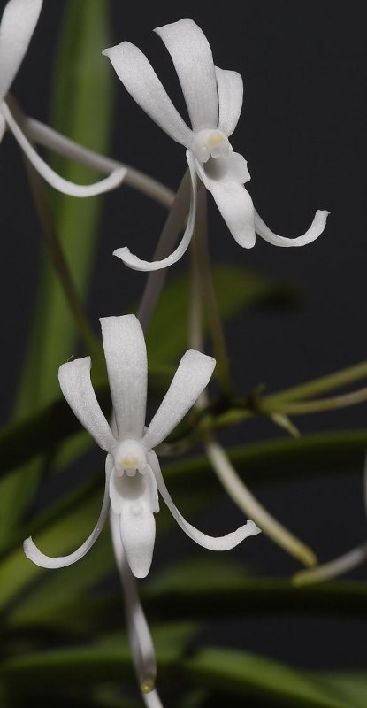 Neofinetia falcata. Close-up.