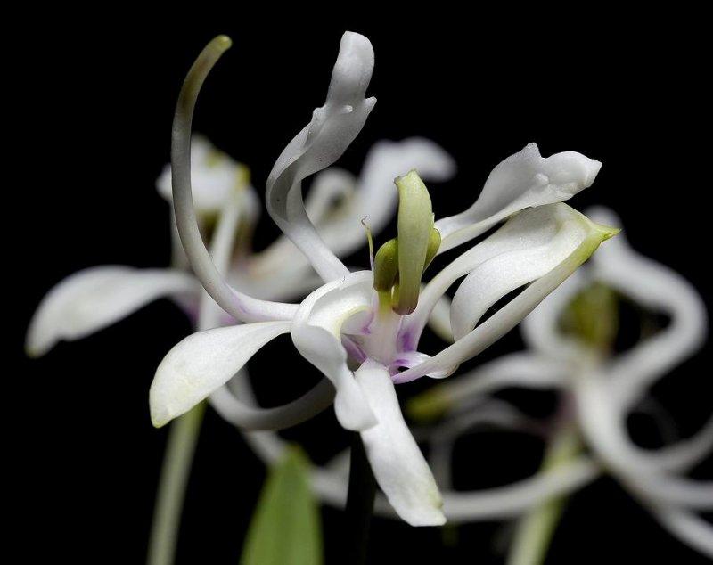 Neofinetia falcata Shunkyuuden. Close-up.