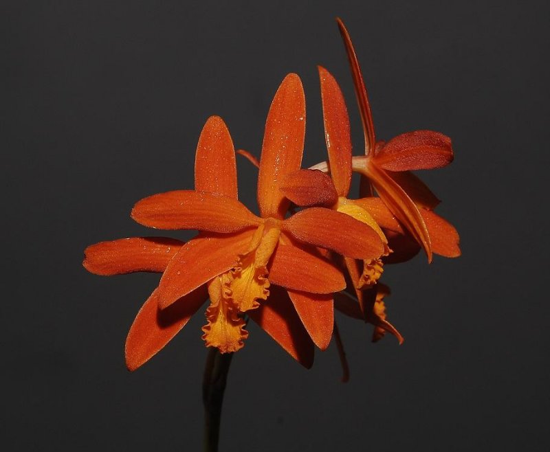 Cattleya millerii.