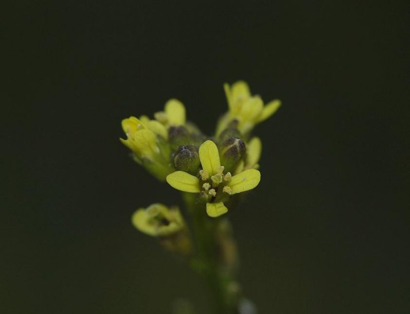 Sisymbrium officinale. Close-up.