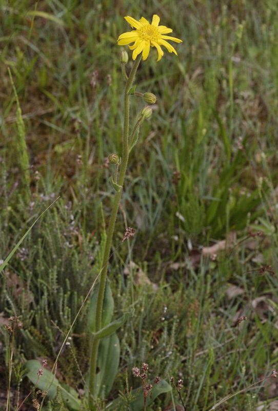 Arnica montana.