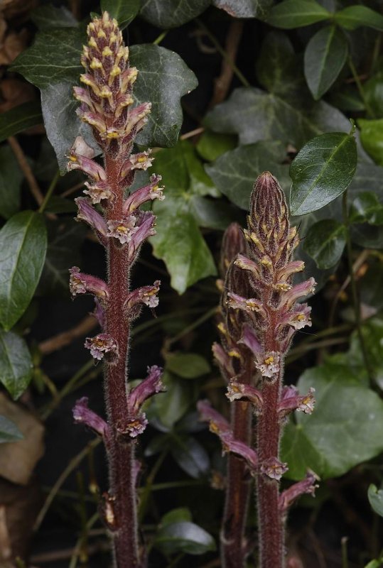 Orobanche hederae.