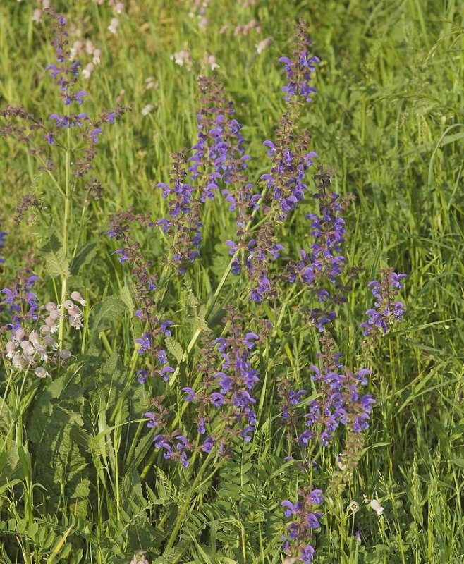 Salvia pratensis.