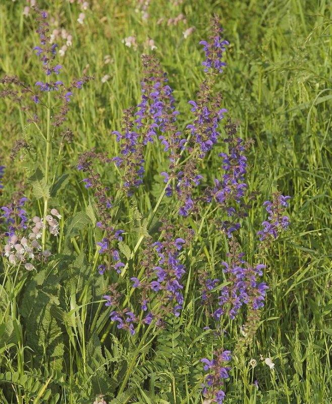 Salvia pratensis.