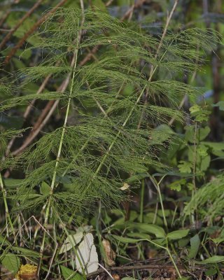 Equisetum sylvaticum. Infertile growths in late summer.