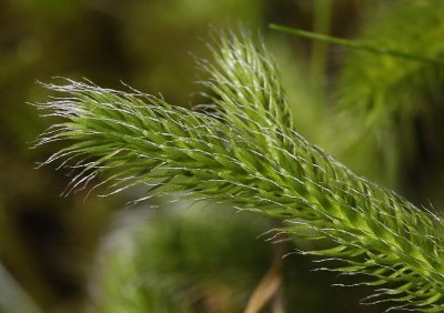 Lycopodium clavatum branch. Close-up.