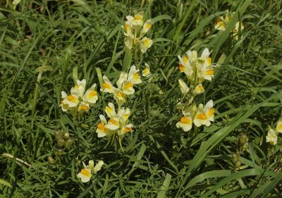 Linaria vulgaris.