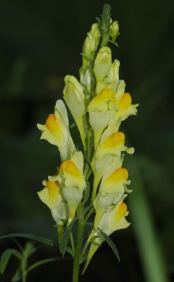 Linaria vulgaris. Close-up.