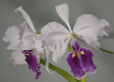 Cattleya warscewiczii Coerulea.