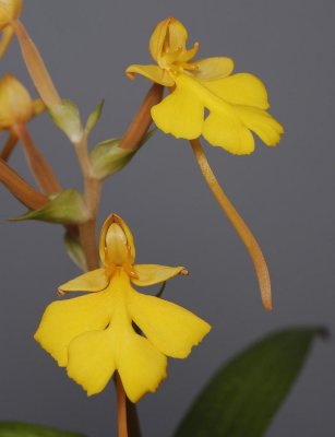 Habenaria rhodocheila Yellow. (Habenaria xantocheila)
