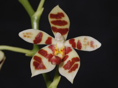 Phalaenopsis maculata. Close-up.