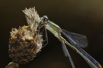 Lestes viridis close-up.