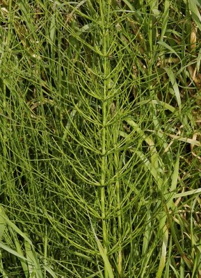 Equisetum palustre. Infertile growth