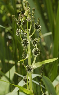 Bur-reed Family (Sparganiaceae)
