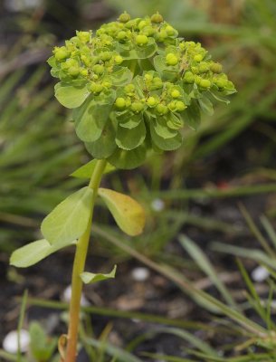 Euphorbia helioscopia.