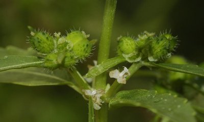 Mercurialis annua female flowers and fruits close-up.