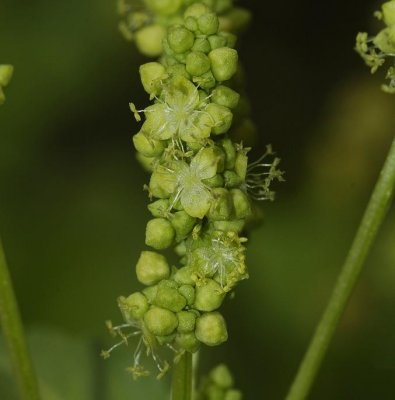 Mercurialis annua male flowers.