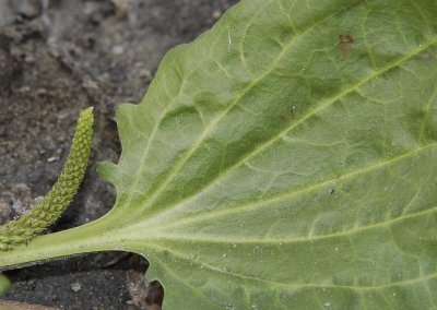 Plantago major subsp. intermedia. Leaf detail (Note the dented leaf base).