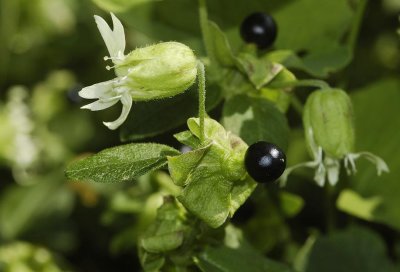 Silene baccifera.