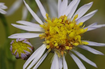 Aster tripolium. Close-up to see the actual flowers.