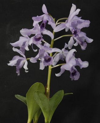 Cattleya bowringiana coerulea. The blue form of this species.