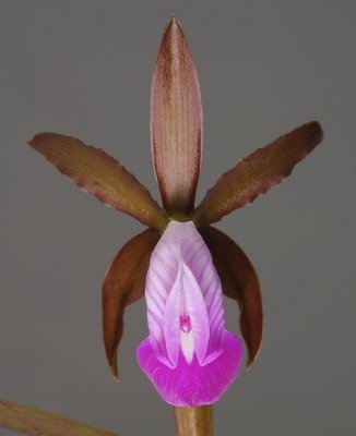 Cattleya dormaniana. Front.