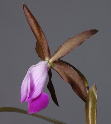 Cattleya dormaniana. Side.