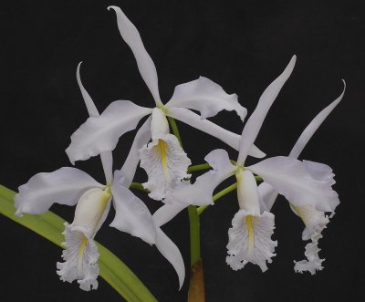 Cattleya maxima coerulea 'Hektor'.