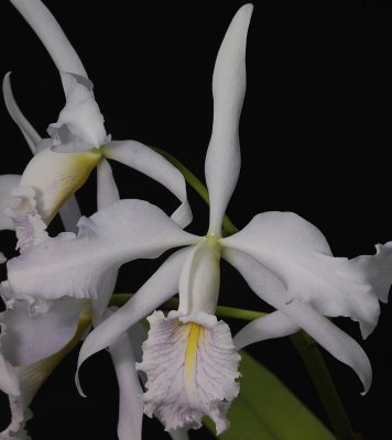 Cattleya maxima coerulea 'Hektor'. Close-up.