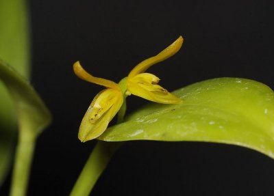 Pleurothallis luteola.