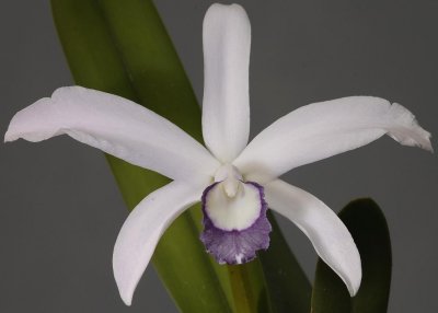 Cattleya perrinii coerulea.