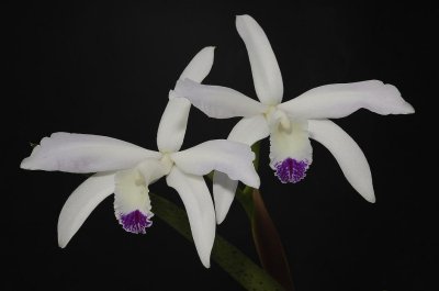 Cattleya perrinii Semi-alba.